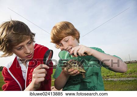 Two boys examining a turtle with a magnifying glass View Large Photo Image Stock Photography - Two boys examining a turtle with a magnifying glass. Fotosearch