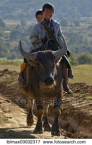 "Two boys seated on the back of a water buffalo on the road between Kalaw and Nyaungshwe, Kalaw, Shan, Myanmar, Burma, Asia" View Large Photo Image Stock Photo - "Two boys seated on the back of a water buffalo on the road between Kalaw and Nyaungshwe, Kalaw, Shan, Myanmar, Burma, Asia". Fotosearch