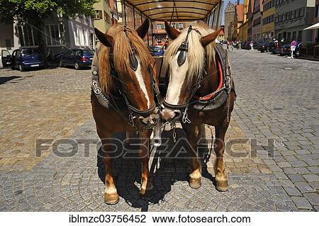 "Two Breton horses drawing a a carriage, Dinkelsbuhl, Middle Franconia, Bavaria, Germany, Europe" View Large Photo Image Stock Image - "Two Breton horses drawing a a carriage, Dinkelsbuhl, Middle Franconia, Bavaria, Germany, Europe". Fotosearch