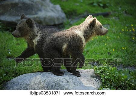 "Two Brown Bears (Ursus arctos), cubs, 4 months, passing one another while taking a tour of discovery through their enclosure, Langenberg Zoo, Adliswil, Canton of Zurich, Switzerland, Europe" View Large Photo Image Stock Image - "Two Brown Bears (Ursus arctos), cubs, 4 months, passing one another while taking a tour of discovery through their enclosure, Langenberg Zoo, Adliswil, Canton of Zurich, Switzerland, Europe". Fotosearch