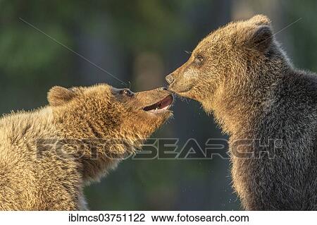 "Two Brown Bears (Ursus arctos), Kainuu, Finland, Europe" View Large Photo Image Stock Image - "Two Brown Bears (Ursus arctos), Kainuu, Finland, Europe". Fotosearch