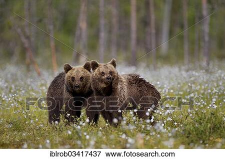 Stock Photo - "Two Brown Bears (Ursus arctos), Karelia, Finland, Europe". Fotosearch