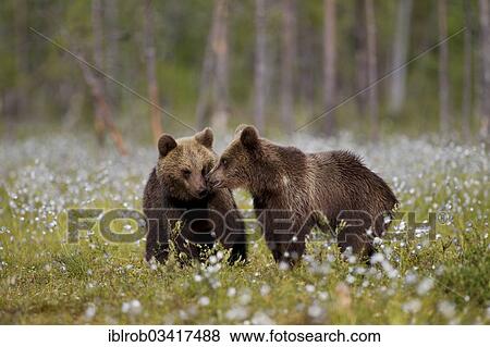 "Two Brown Bears (Ursus arctos), Karelia, Finland, Europe" View Large Photo Image Stock Photo - "Two Brown Bears (Ursus arctos), Karelia, Finland, Europe". Fotosearch