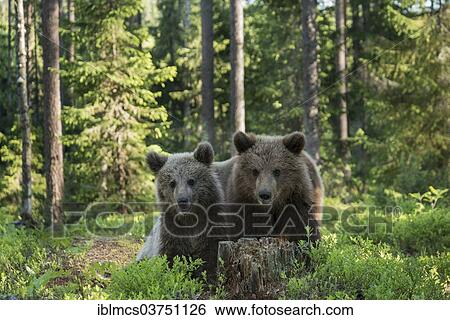 Stock Photograph - "Two Brown Bears (Ursus arctos), Kainuu, Finland, Europe". Fotosearch