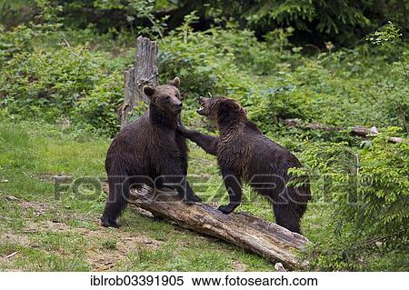 "Two Brown Bears (Ursus arctos) playing, Bavarian Forest National Park game reserve, Neuschonau, Lower Bavaria, Bavaria, Germany, Europe" View Large Photo Image Stock Photography - "Two Brown Bears (Ursus arctos) playing, Bavarian Forest National Park game reserve, Neuschonau, Lower Bavaria, Bavaria, Germany, Europe". Fotosearch