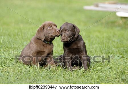 Stock Photo - "Two brown Labrador Retrievers, puppies, sitting next to each other". Fotosearch
