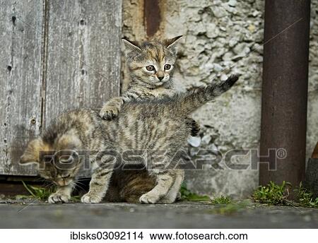 Picture - "Two brown-tabby kittens, farm cats, playing in front of a barn door, Satteldorf, Hohelohe, Baden-Wurttemberg, Germany, Europe". Fotosearch