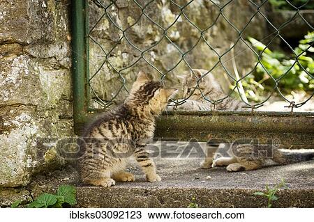 "Two brown-tabby kittens playing in a garden, Satteldorf, Hohelohe, Baden-Wurttemberg, Germany, Europe" View Large Photo Image Stock Image - "Two brown-tabby kittens playing in a garden, Satteldorf, Hohelohe, Baden-Wurttemberg, Germany, Europe". Fotosearch