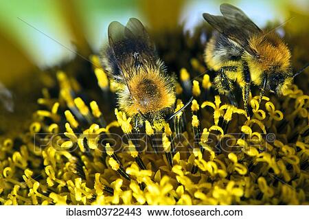 "Two Bumble Bees (Bombus sp. ) collecting nectar and spreading pollen on a sunflower, Berlin, Germany, Europe" View Large Photo Image Stock Image - "Two Bumble Bees (Bombus sp. ) collecting nectar and spreading pollen on a sunflower, Berlin, Germany, Europe". Fotosearch