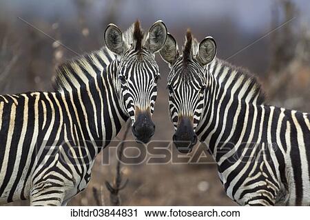 "Two Burchell's Zebras (Equus quagga burchelli), Kruger National Park, South Africa, Africa" View Large Photo Image Stock Image - "Two Burchell's Zebras (Equus quagga burchelli), Kruger National Park, South Africa, Africa". Fotosearch