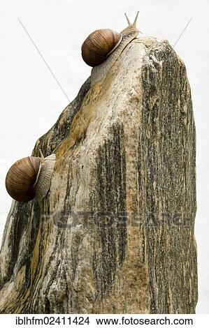 Picture - "Two Burgundy snails climbing a block of granite, symbolic image for competition". Fotosearch