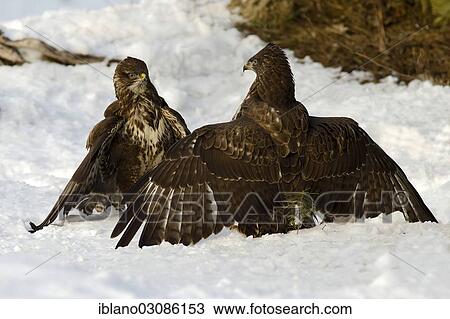 "Two buzzards (Buteo buteo), fighting, Tyrol, Austria, Europe" View Large Photo Image Stock Image - "Two buzzards (Buteo buteo), fighting, Tyrol, Austria, Europe". Fotosearch