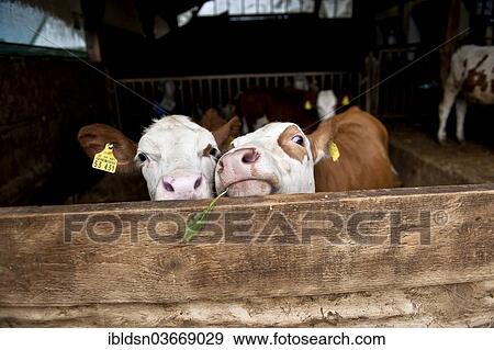 Stock Photo - "Two calves in a barn, Bavaria, Germany, Europe". Fotosearch