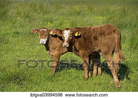 "Two calves, Red Angus Cattle, Isle of Skye, Scotland, United Kingdom, Europe" View Large Photo Image Stock Photo - "Two calves, Red Angus Cattle, Isle of Skye, Scotland, United Kingdom, Europe". Fotosearch