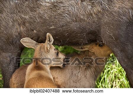 Stock Photo - "Two calves suckling on female Moose (Alces alces), Alaska". Fotosearch