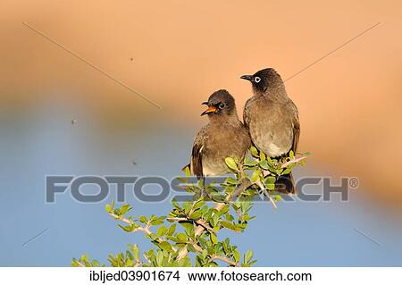 "Two Cape Bulbuls (Pycnonotus capensis), perched on a branch, juvenile on the left, both watching flies, Addo Elephant National Park, Eastern Cape, South Africa, Africa" View Large Photo Image Picture - "Two Cape Bulbuls (Pycnonotus capensis), perched on a branch, juvenile on the left, both watching flies, Addo Elephant National Park, Eastern Cape, South Africa, Africa". Fotosearch