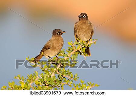 Stock Photo - "Two Cape Bulbuls (Pycnonotus capensis), perched on a branch, juvenile on the left, Addo Elephant National Park, Eastern Cape, South Africa, Africa". Fotosearch