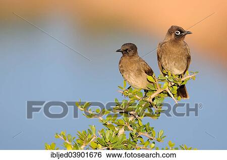 "Two Cape Bulbuls (Pycnonotus capensis), perched on a branch, juvenile on the left, Addo Elephant National Park, Eastern Cape, South Africa, Africa" View Large Photo Image Stock Photograph - "Two Cape Bulbuls (Pycnonotus capensis), perched on a branch, juvenile on the left, Addo Elephant National Park, Eastern Cape, South Africa, Africa". Fotosearch