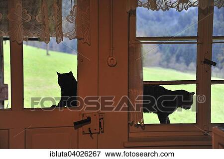 Stock Photo - "Two cats by a window, Zell am Harmersbach, Baden-Wurttemberg, Germany, Europe". Fotosearch