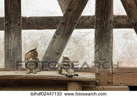 "Two cats in front of an old house front, half-timbered wall, 17th century, Germany, Europe" View Large Photo Image Stock Image - "Two cats in front of an old house front, half-timbered wall, 17th century, Germany, Europe". Fotosearch