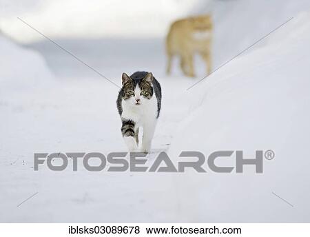 "Two cats on foot on a snow-covered path, Satteldorf, Hohenlohe, Baden-Wurttemberg, Germany, Europe" View Large Photo Image Stock Photo - "Two cats on foot on a snow-covered path, Satteldorf, Hohenlohe, Baden-Wurttemberg, Germany, Europe". Fotosearch