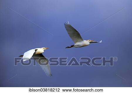 "Two Cattle Egrets (Bubulcus ibis), adult, flying, air, Venice Rookery, Florida, USA" View Large Photo Image Stock Image - "Two Cattle Egrets (Bubulcus ibis), adult, flying, air, Venice Rookery, Florida, USA". Fotosearch