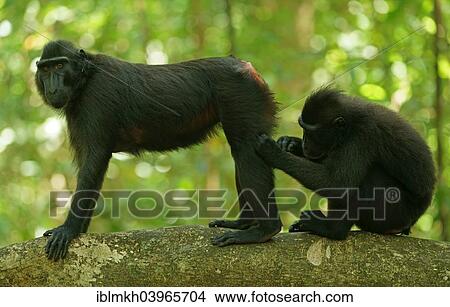 Picture - "Two Celebes Crested Macaques (Macaca nigra), grooming, Tangkoko National Park, Sulawesi, Indonesia, Asia". Fotosearch