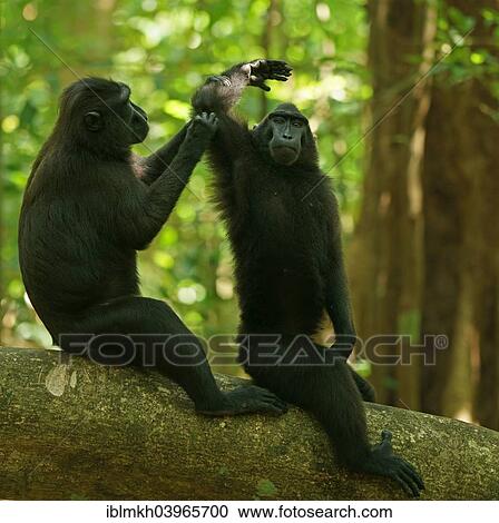 "Two Celebes Crested Macaques (Macaca nigra), grooming, Tangkoko National Park, Sulawesi, Indonesia, Asia" View Large Photo Image Stock Image - "Two Celebes Crested Macaques (Macaca nigra), grooming, Tangkoko National Park, Sulawesi, Indonesia, Asia". Fotosearch