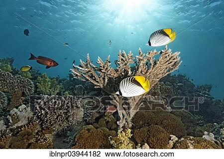 "Two Chaetodontidae (Chaetodon auriga), in front of Acropora table coral (Acropora sp. ), Red Sea, Egypt, Africa" View Large Photo Image Stock Image - "Two Chaetodontidae (Chaetodon auriga), in front of Acropora table coral (Acropora sp. ), Red Sea, Egypt, Africa". Fotosearch