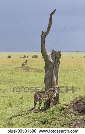 "Two Cheetahs (Acinonyx jubatus) searching for prey, Massai Mara, Serengeti, Rift Valley province, Kenya, Africa" View Large Photo Image Stock Image - "Two Cheetahs (Acinonyx jubatus) searching for prey, Massai Mara, Serengeti, Rift Valley province, Kenya, Africa". Fotosearch