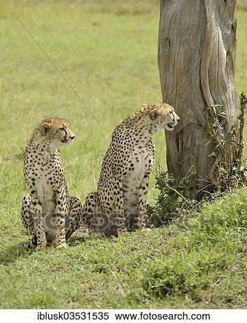 "Two Cheetahs (Acinonyx jubatus) lurking behind a tree, Massai Mara, Serengeti, Rift Valley province, Kenya, Africa" View Large Photo Image Stock Photography - "Two Cheetahs (Acinonyx jubatus) lurking behind a tree, Massai Mara, Serengeti, Rift Valley province, Kenya, Africa". Fotosearch