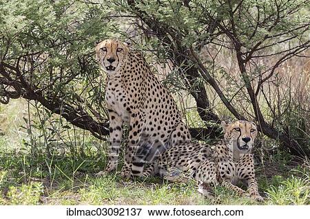 "Two cheetahs (Acinonyx jubatus) under a bush, Naankuse, Namibia, Africa" View Large Photo Image Stock Photo - "Two cheetahs (Acinonyx jubatus) under a bush, Naankuse, Namibia, Africa". Fotosearch
