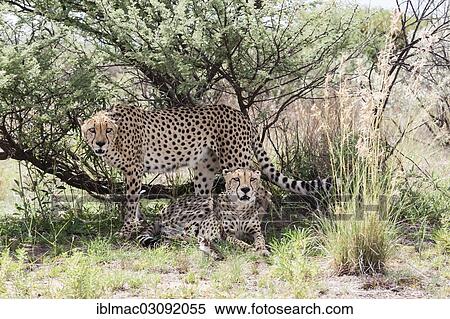 "Two cheetahs (Acinonyx jubatus) under a bush, Naankuse, Namibia, Africa" View Large Photo Image Stock Photography - "Two cheetahs (Acinonyx jubatus) under a bush, Naankuse, Namibia, Africa". Fotosearch