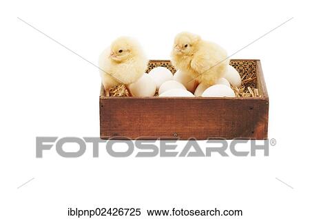 Two chicks on eggs in wood box View Large Photo Image Stock Photography - Two chicks on eggs in wood box. Fotosearch