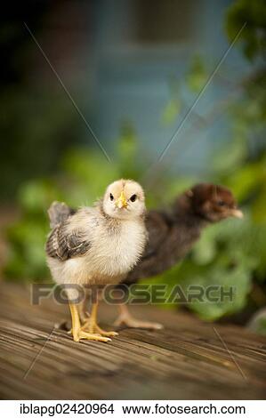 Two chicks View Large Photo Image Picture - Two chicks. Fotosearch