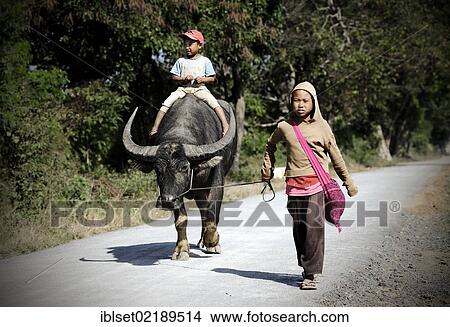 "Two children with a water buffalo walking on a road in Myanmar, Burma, Southeast Asia, Asia" View Large Photo Image Picture - "Two children with a water buffalo walking on a road in Myanmar, Burma, Southeast Asia, Asia". Fotosearch