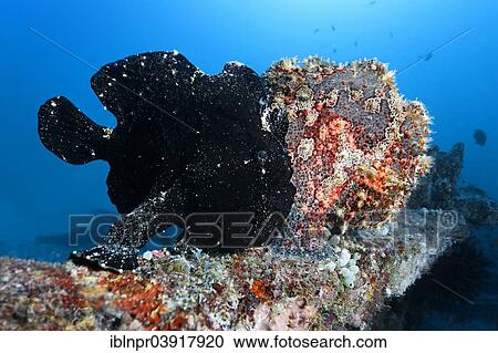 Stock Image - "Two Commerson's Frogfish or Giant Frogfish (Antennarius commersonii), Sabang Beach, Puerto Galera, Mindoro Island, Philippines, Asia". Fotosearch