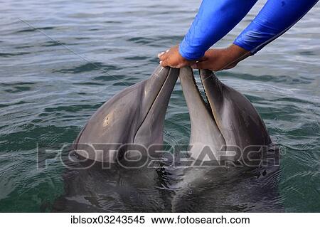 Stock Photography - "Two Common Bottlenose Dolphin (Tursiops truncatus), captive, being fed by a trainer, Institute of Marine Biology, Roatan, Bay Islands Department, Honduras, North America". Fotosearch