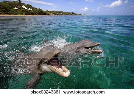 "Two Common Bottlenose Dolphins (Tursiops truncatus), captive, Roatan, Bay Islands Department, Honduras, North America" View Large Photo Image Stock Image - "Two Common Bottlenose Dolphins (Tursiops truncatus), captive, Roatan, Bay Islands Department, Honduras, North America". Fotosearch