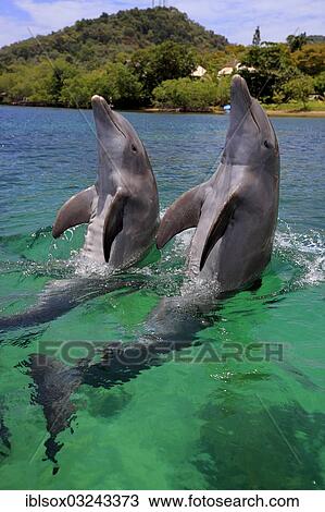 Stock Image - "Two Common Bottlenose Dolphins (Tursiops truncatus), captive, Roatan, Bay Islands Department, Honduras, North America". Fotosearch