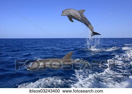 "Two Common Bottlenose Dolphins (Tursiops truncatus), leaping, captive, Roatan, Bay Islands Department, Honduras, North America" View Large Photo Image Stock Image - "Two Common Bottlenose Dolphins (Tursiops truncatus), leaping, captive, Roatan, Bay Islands Department, Honduras, North America". Fotosearch