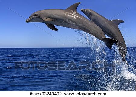 "Two Common Bottlenose Dolphins (Tursiops truncatus), leaping, captive, Roatan, Bay Islands Department, Honduras, North America" View Large Photo Image Stock Image - "Two Common Bottlenose Dolphins (Tursiops truncatus), leaping, captive, Roatan, Bay Islands Department, Honduras, North America". Fotosearch