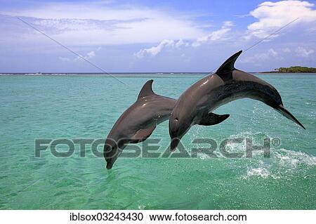 "Two Common Bottlenose Dolphins (Tursiops truncatus), leaping, captive, Roatan, Bay Islands Department, Honduras, North America" View Large Photo Image Stock Image - "Two Common Bottlenose Dolphins (Tursiops truncatus), leaping, captive, Roatan, Bay Islands Department, Honduras, North America". Fotosearch