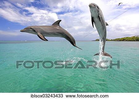 "Two Common Bottlenose Dolphins (Tursiops truncatus), leaping, captive, Roatan, Bay Islands Department, Honduras, North America" View Large Photo Image Stock Image - "Two Common Bottlenose Dolphins (Tursiops truncatus), leaping, captive, Roatan, Bay Islands Department, Honduras, North America". Fotosearch