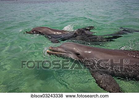 "Two Common Bottlenose Dolphins (Tursiops truncatus), captive, Roatan, Bay Islands Department, Honduras, North America" View Large Photo Image Stock Photo - "Two Common Bottlenose Dolphins (Tursiops truncatus), captive, Roatan, Bay Islands Department, Honduras, North America". Fotosearch