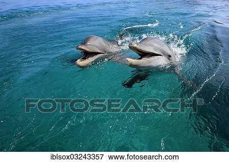 "Two Common Bottlenose Dolphins (Tursiops truncatus), captive, Roatan, Bay Islands Department, Honduras, North America" View Large Photo Image Stock Photo - "Two Common Bottlenose Dolphins (Tursiops truncatus), captive, Roatan, Bay Islands Department, Honduras, North America". Fotosearch