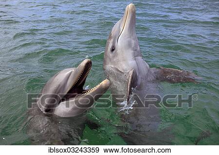 "Two Common Bottlenose Dolphins (Tursiops truncatus), captive, Roatan, Bay Islands Department, Honduras, North America" View Large Photo Image Stock Photo - "Two Common Bottlenose Dolphins (Tursiops truncatus), captive, Roatan, Bay Islands Department, Honduras, North America". Fotosearch