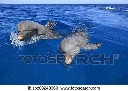 "Two Common Bottlenose Dolphins (Tursiops truncatus), captive, Roatan, Bay Islands Department, Honduras, North America" View Large Photo Image Stock Photo - "Two Common Bottlenose Dolphins (Tursiops truncatus), captive, Roatan, Bay Islands Department, Honduras, North America". Fotosearch