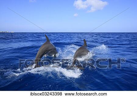 "Two Common Bottlenose Dolphins (Tursiops truncatus), leaping, captive, Roatan, Bay Islands Department, Honduras, North America" View Large Photo Image Stock Photo - "Two Common Bottlenose Dolphins (Tursiops truncatus), leaping, captive, Roatan, Bay Islands Department, Honduras, North America". Fotosearch