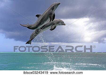 "Two Common Bottlenose Dolphins (Tursiops truncatus), leaping, captive, Roatan, Bay Islands Department, Honduras, North America" View Large Photo Image Stock Photo - "Two Common Bottlenose Dolphins (Tursiops truncatus), leaping, captive, Roatan, Bay Islands Department, Honduras, North America". Fotosearch